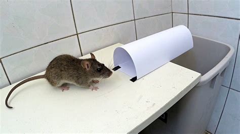 How to Catch a Mouse Without a Mouse Trap - Mouse Trap Guide