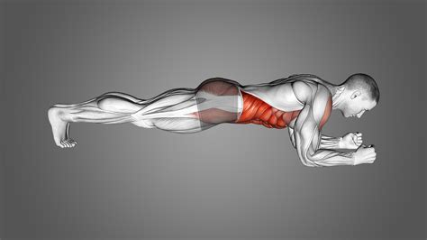 Plank Exercise Muscles Involved Deals | pikan.net