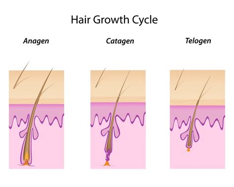 The hair growth cycle