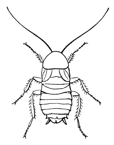 Cockroach Drawing at GetDrawings | Free download