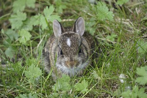 What's the difference between wild cottontail rabbits and feral rabbits? - BC SPCA