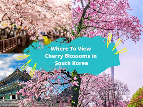 Cherry Blossoms In South Korea: 2023 Forecast and Where To Go - KKday Blog