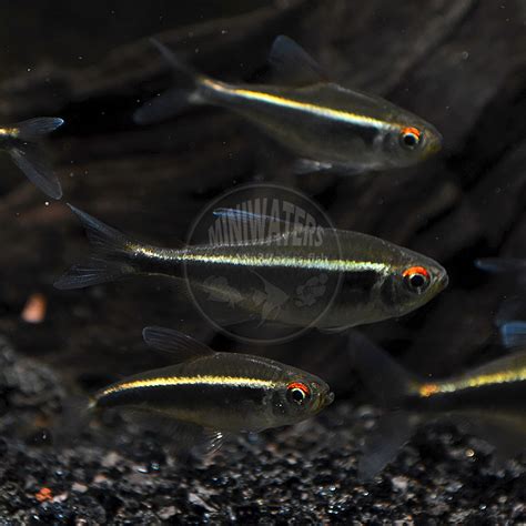 Hyphessobrycon herbertaxelrodi "Black Neon Tetra" - Shop MiniWaters ...