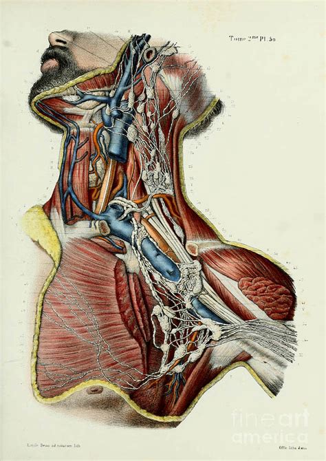 Human Anatomy Painting