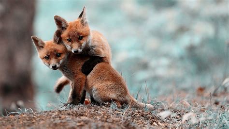 anime, Cubs, Fox Cubs, Fox, Nature, Blurred, Animals, Baby Animals Wallpapers HD / Desktop and ...