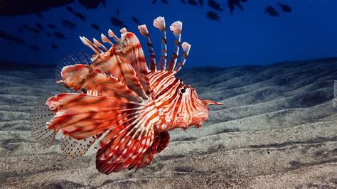 Ryba, Skrzydlica, Ognica pstra | Lion fish, Marine animals, Sea fish