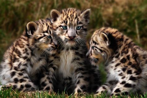 Snow Leopard Cubs - Closeup Digital Art by Julie L Hoddinott - Fine Art ...