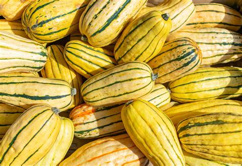 15 Types Of Squash: Your Guide To Winter And Summer Squashes