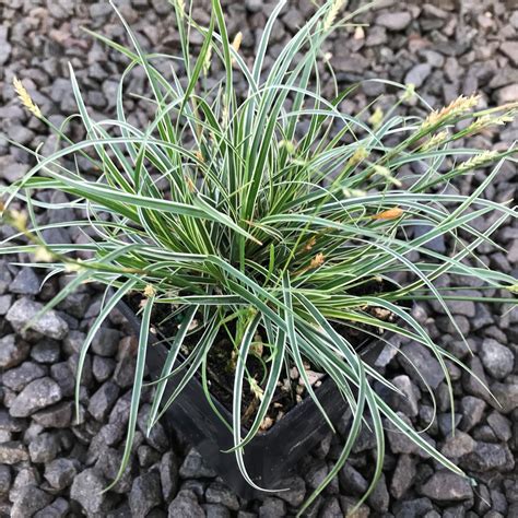 Carex conica 'Snowline' - Sedge (3.5" Pot) | Little Prince To Go