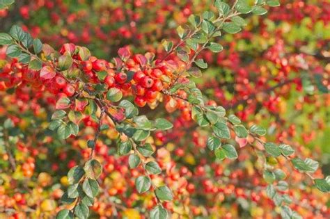 Pyracantha, Firethorn, Formosa Firethorn, Taiwan Firethorn, Scarlet ...