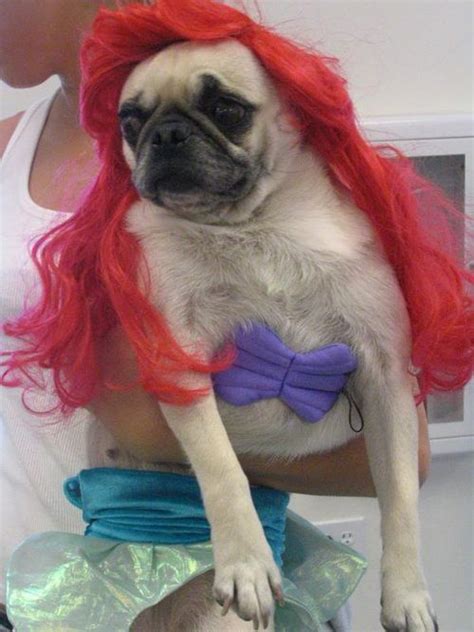 The 16 Most Shameful Pug Halloween Costumes | Pug halloween costumes ...