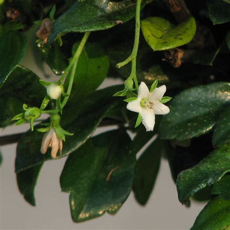 File:Fukien Tea Tree flower.jpg - Wikipedia, the free encyclopedia