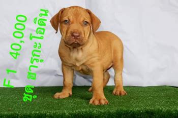 originalpitbull-americanpitbull-bandog-buffdog-americanbully-bully-pitbull-thai-พิทบูล-ไทย-ไทยพิ ...