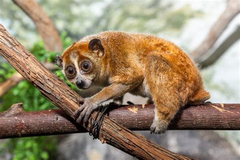 Pygmy slow loris | Smithsonian's National Zoo