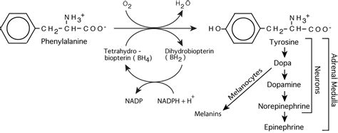 AMINO ACID METABOLISM : PHENYLALANINE & TYROSINE