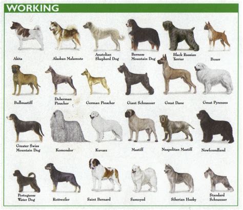 Bird Dog Breeds Chart