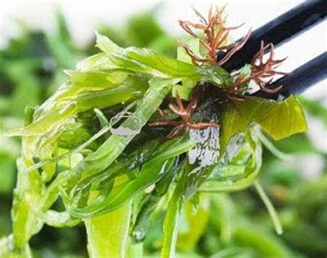 Seaweed farming to get big boost in India