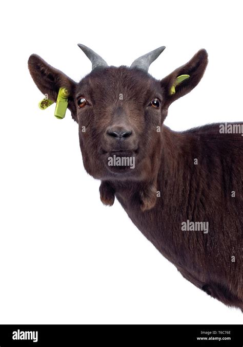 Head shot of cute dark brown pygmy goat, standing side ways. Looking at ...