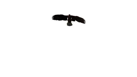 Eagle clipart animation, Eagle animation Transparent FREE for download ...