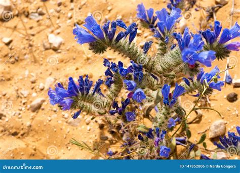 Closeup of Flowers in the Sahara Desert in Tunisia Stock Photo - Image of africa, panorama ...