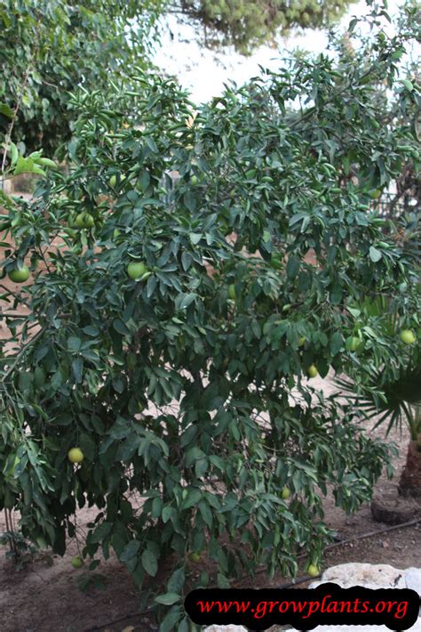 Grapefruit tree - How to grow & care