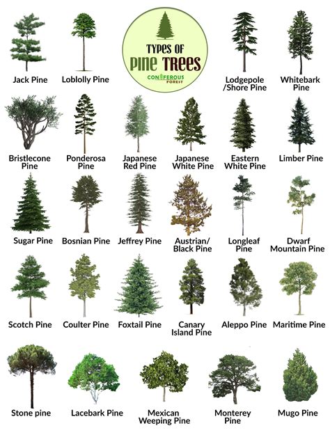 Parts Of A Pine Tree