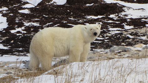 Polar Bears in Churchill Manitoba | Polar bear, Churchill manitoba, Bear