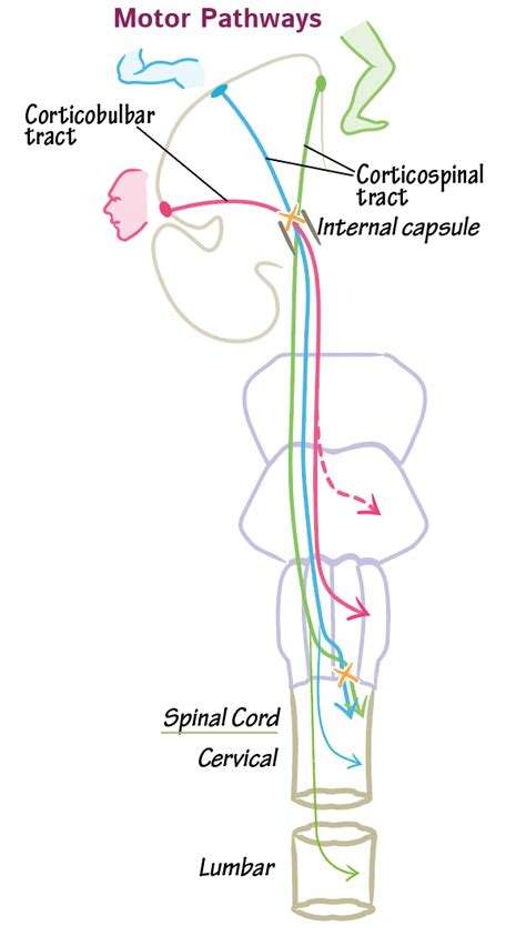 Neuroanatomy Glossary: Corticospinal tract | ditki medical & biological sciences