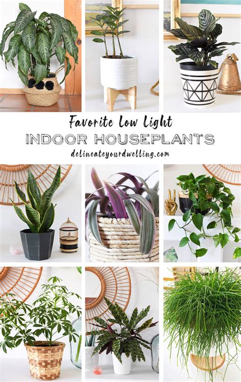 Houseplants For Low Light Rooms | Shelly Lighting