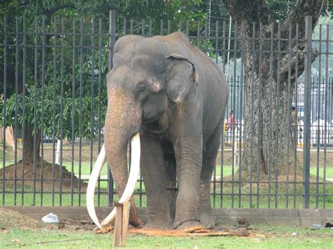 Sri Lankan Elephant - True Wildlife Creatures