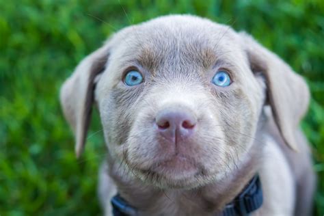 Silver Lab Puppies coming mid JULY | Puppy Steps Training