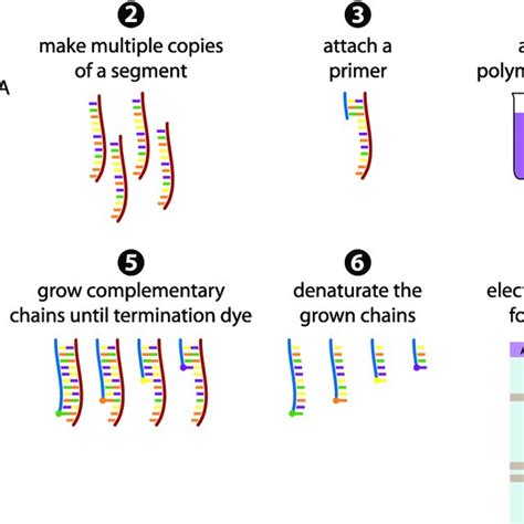 2 The Sanger sequencing method in 7 steps. (1) The dsDNA fragment is ...