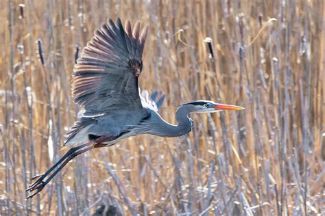 Great Blue Heron Flying Photograph by Bill Wakeley - Pixels