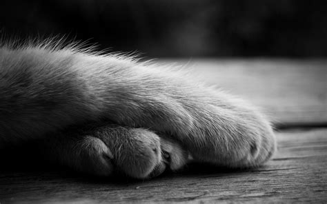 cute, Cat, Paws Wallpapers HD / Desktop and Mobile Backgrounds