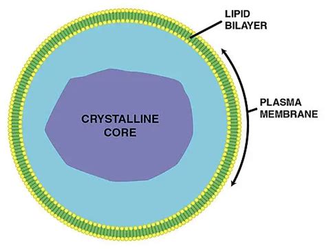 Peroxisome Structure