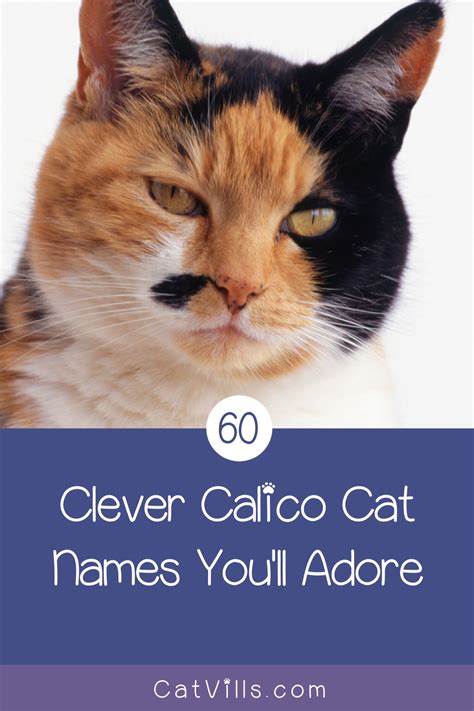 Calico Cat Japanese Name | tvorimzvlny