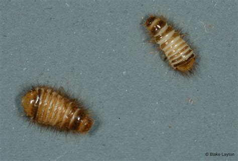 What Do Carpet Beetle Larvae Look Like | www.resnooze.com