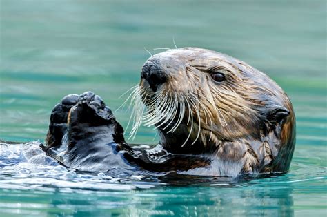 Sea otters have a secret ability to generate internal body heat • Earth.com