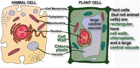 😍 Very small vacuole. Vacuole Analogy. 2019-02-02