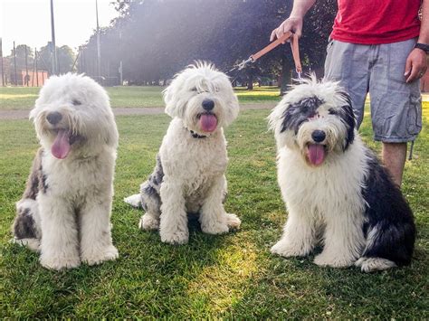 Old English Sheepdog Puppies