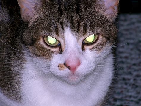 Why Do Cat's Eyes Glow in the Dark? - DAILY INFO PLUS