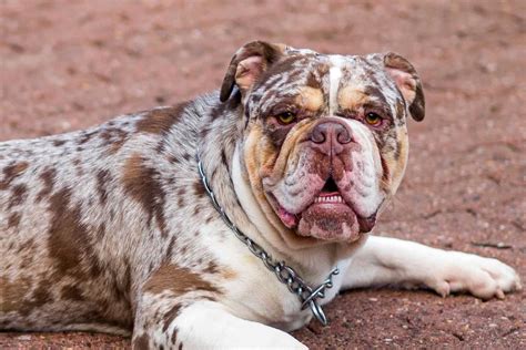 Merle English Bulldog: Everything We Know About This Rare Pup