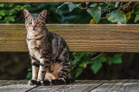 American Shorthair Cat: Characteristics, Color Varieties, Temperament