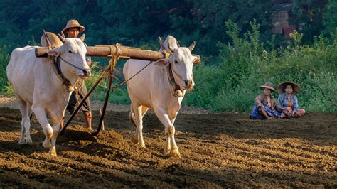 Pic(k) of the week 50: Oxen plowing in Mandalay (Myanmar)