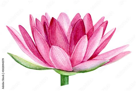 pink lotus flower, watercolor illustration, hand drawing, flora wedding Stock Illustration ...