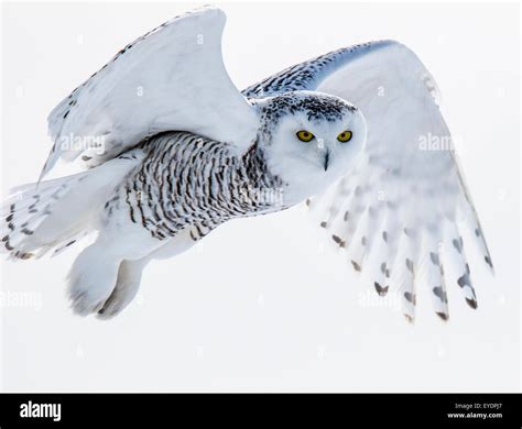 Snowy owl in flight Stock Photo - Alamy