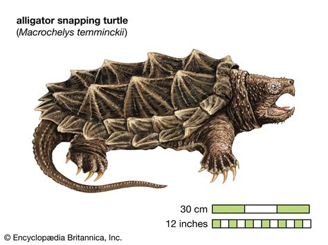 Alligator snapping turtle | Size, Habitat, Diet, & Facts | Britannica