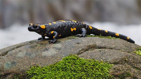 Fire Salamander | BirdForum