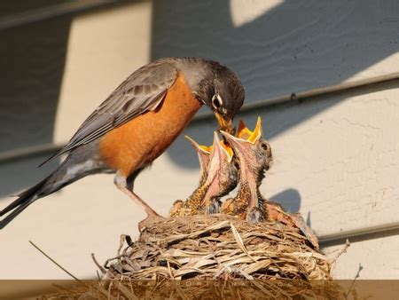 Robin Feeding Her Chicks - Birds & Animals Background Wallpapers on Desktop Nexus (Image 431468)