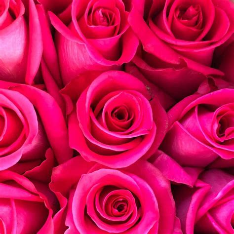 Buy Hot Pink Long Stem Roses – Rose Farmers